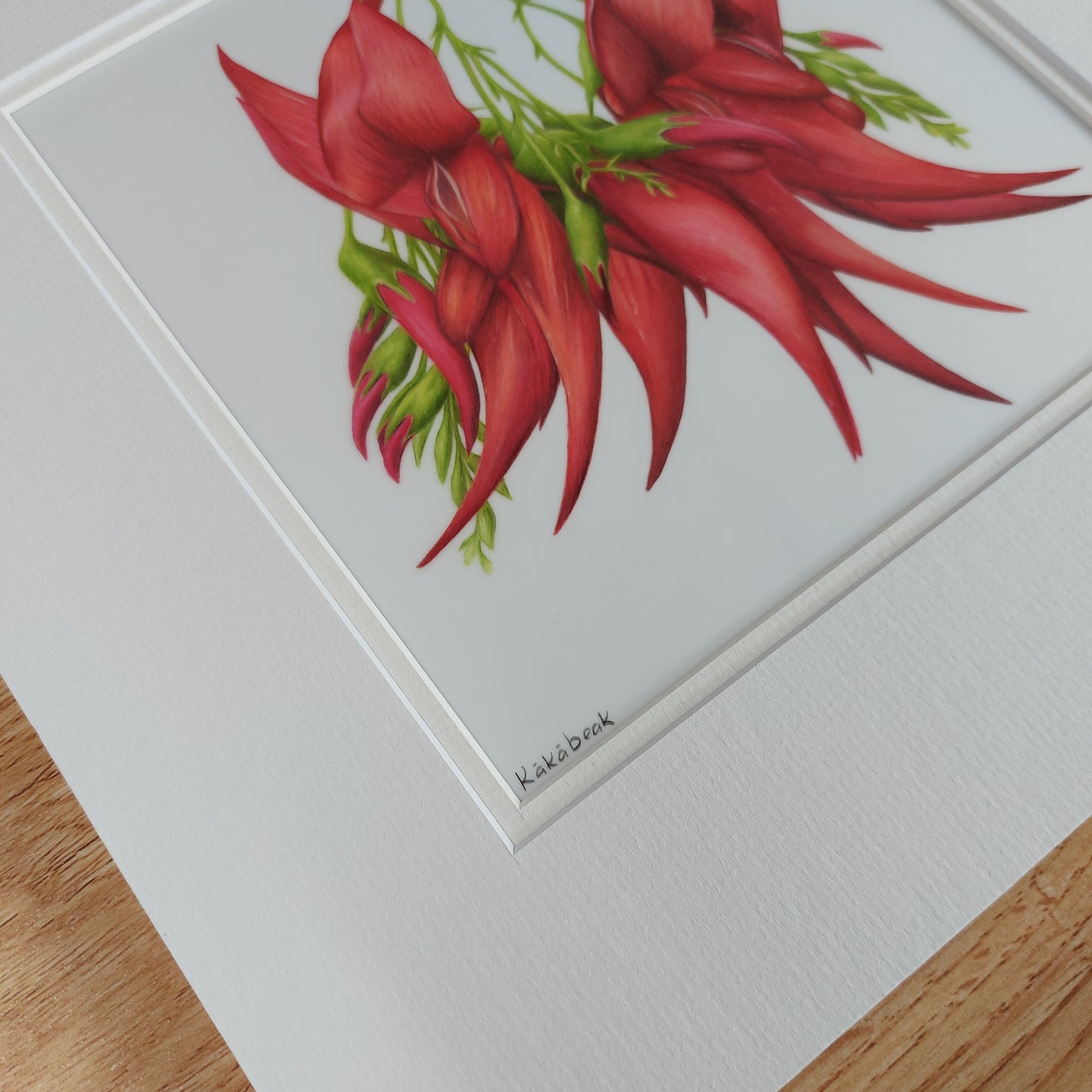 red kakabeak clianthus original pencil drawing artwork by Joanne Bowe