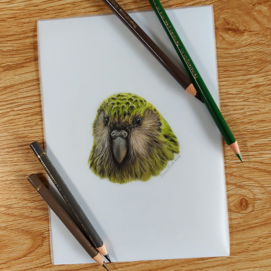 Original A5 kakapo parrot drawing on paper shown with coloured pencils