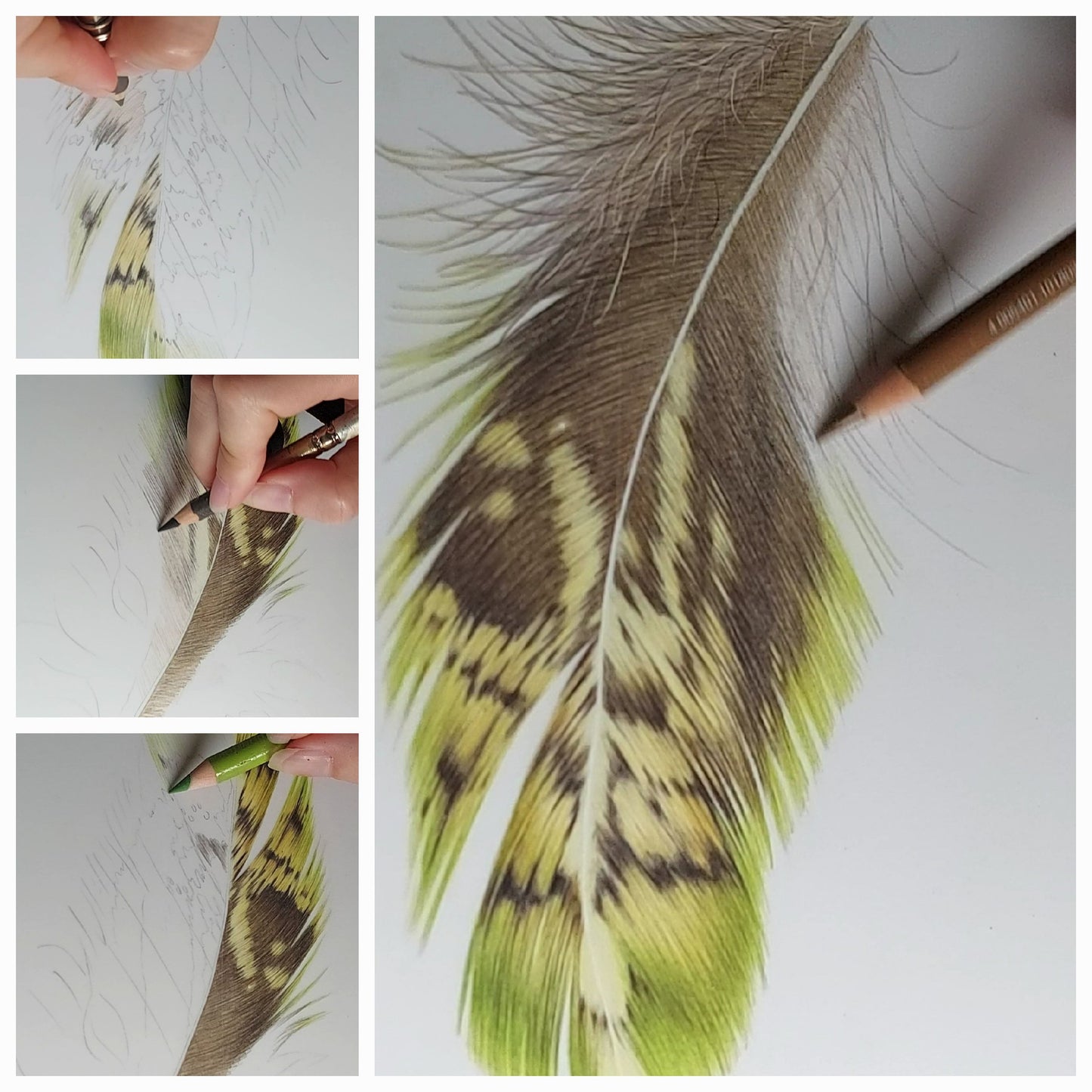 kakapo_bird_feather_pencil_drawing_6