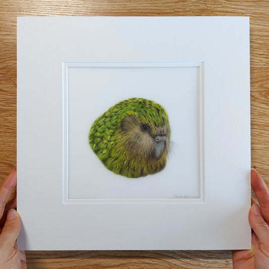 kakapo original coloured pencil drawing matted and ready to frame