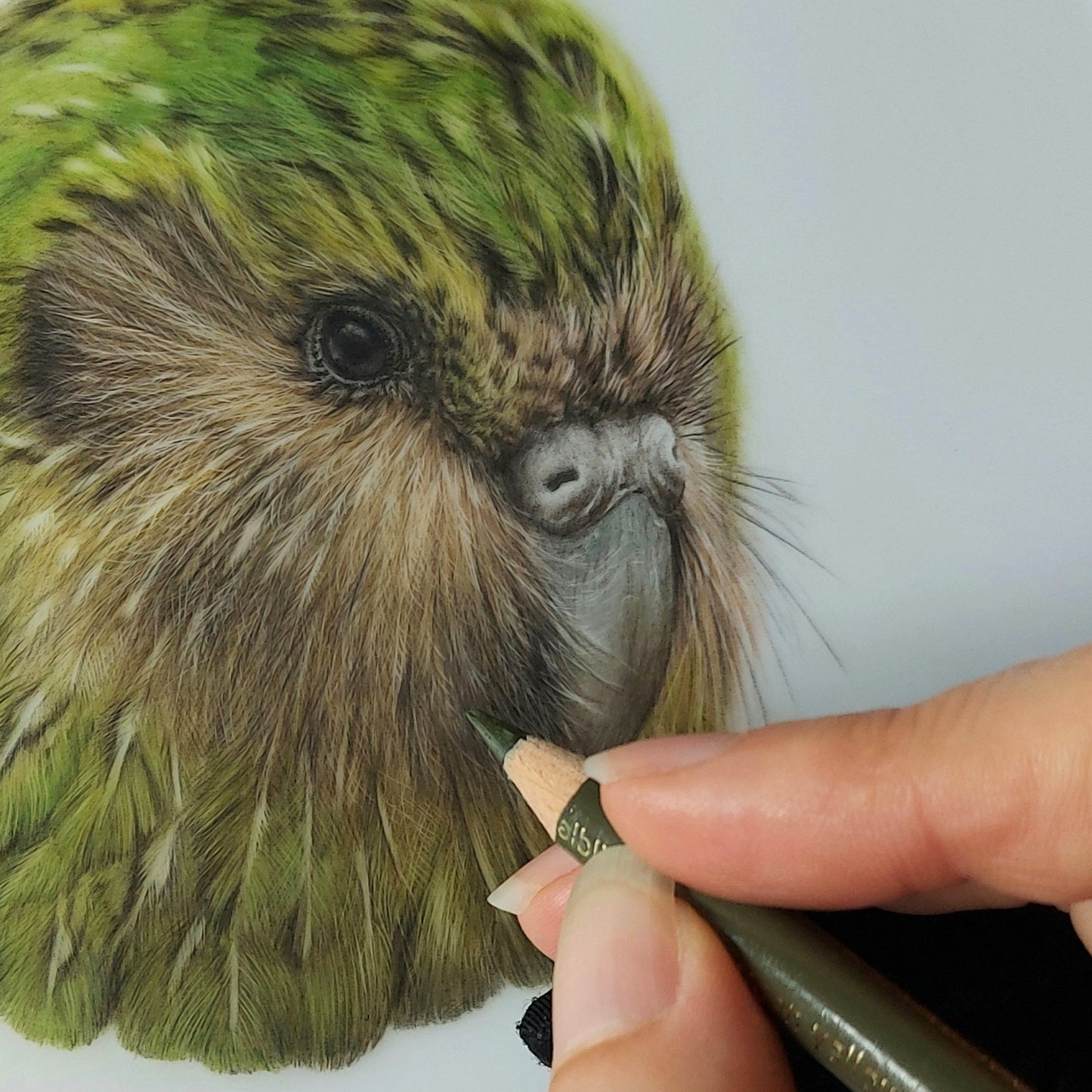 close up image of kakapo coloured pencil drawing in progress