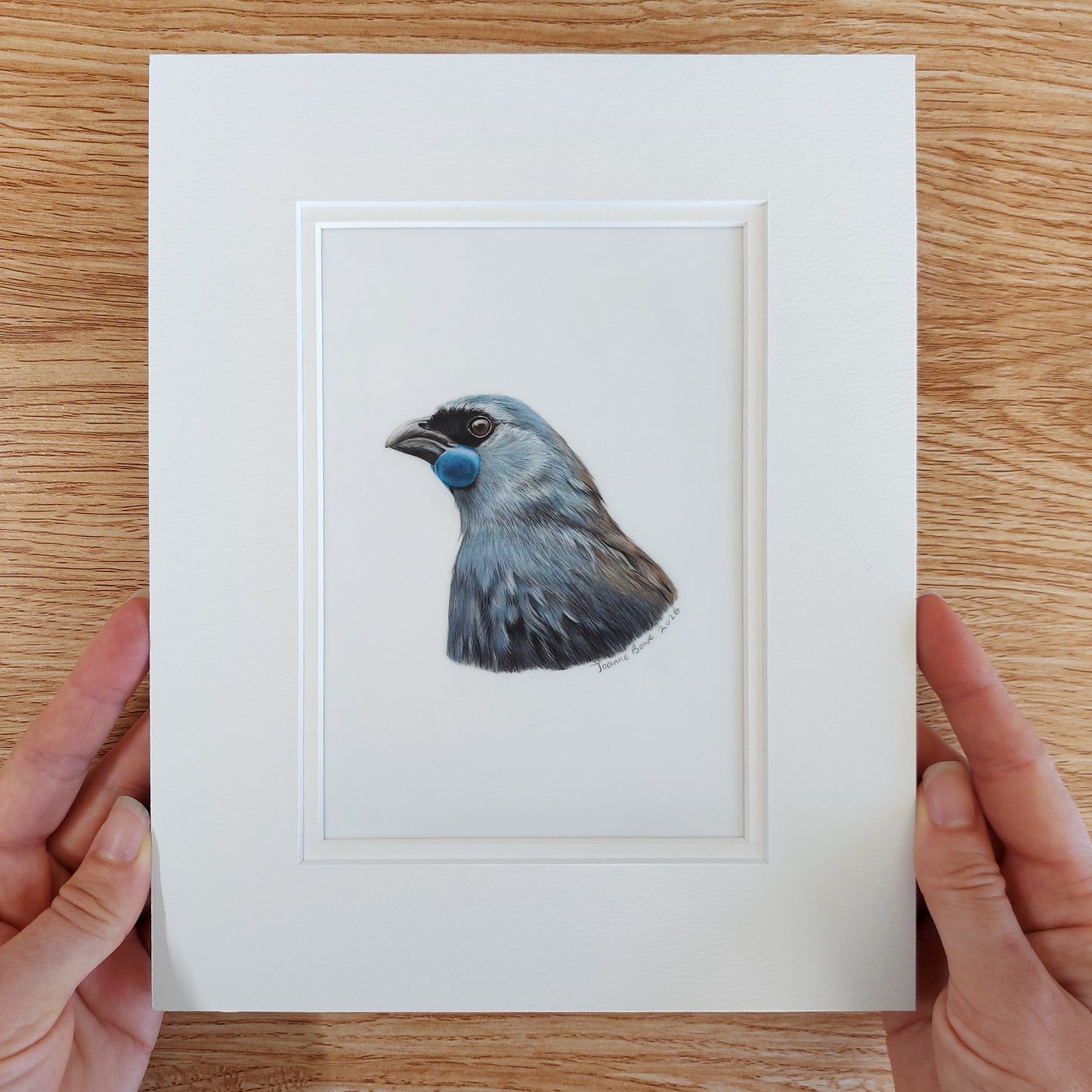 kokako artwork matted and ready to frame