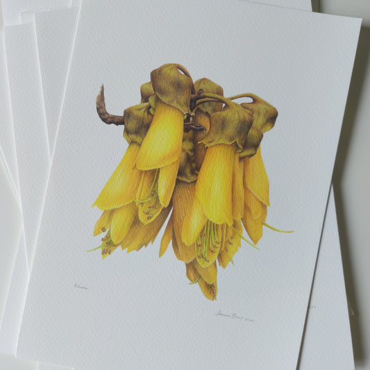 Detail of coloured pencil artwork showing golden kōwhai flowers in the open edition art print.