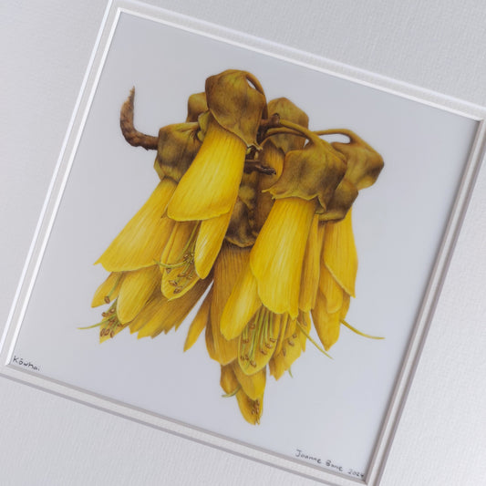 yellow kowhai flower original pencil drawing artwork by Joanne Bowe