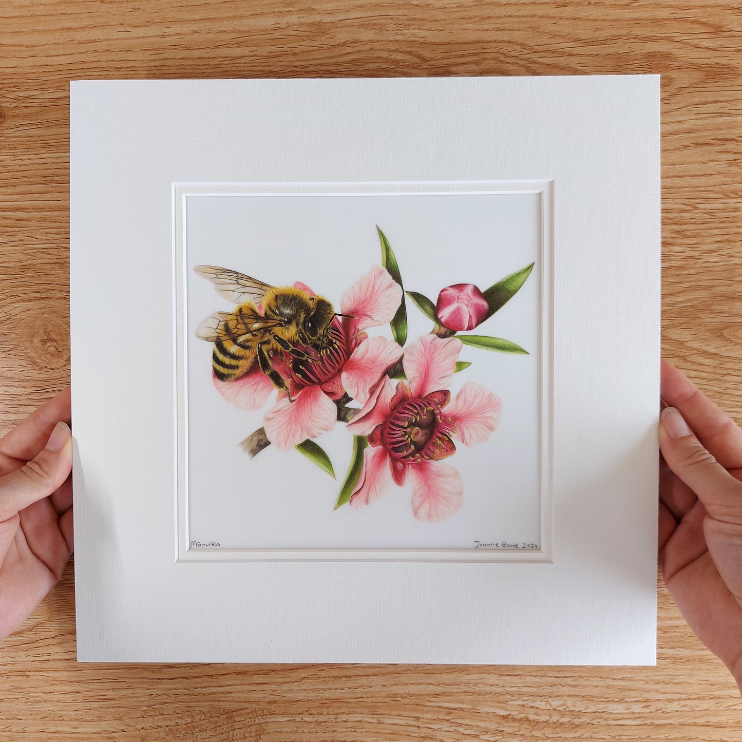 pink manuka flower original pencil drawing by Joanne Bowe