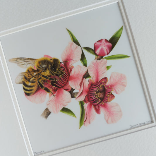 manuka flower original pencil drawing by Joanne Bowe