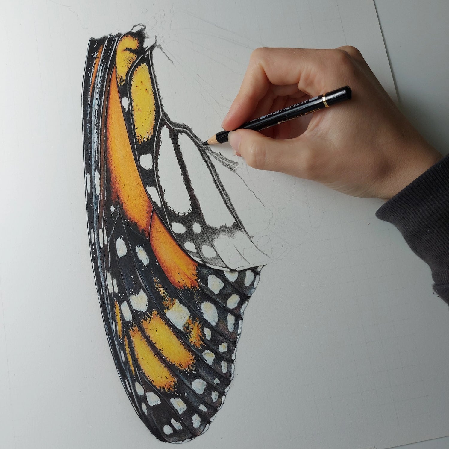 monarch butterfly pencil drawing new zealand art