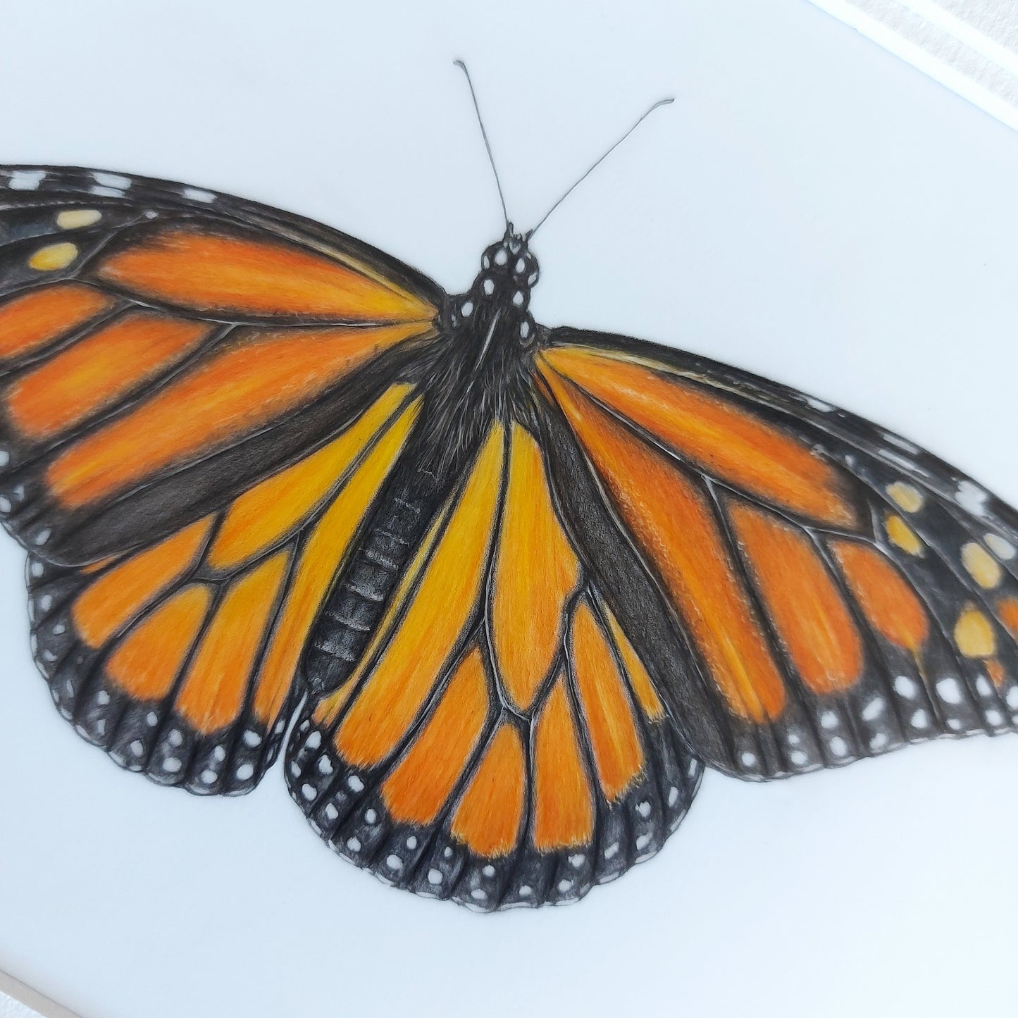 close up details of monarch butterfly coloured pencil drawing by joanne bowe