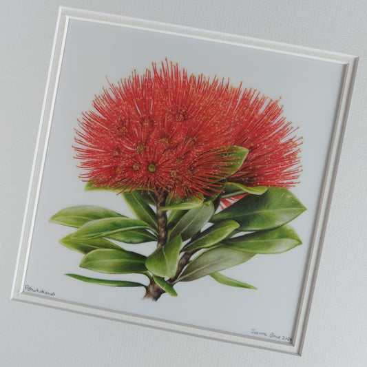 pohutukawa flower original pencil drawing by Joanne Bowe