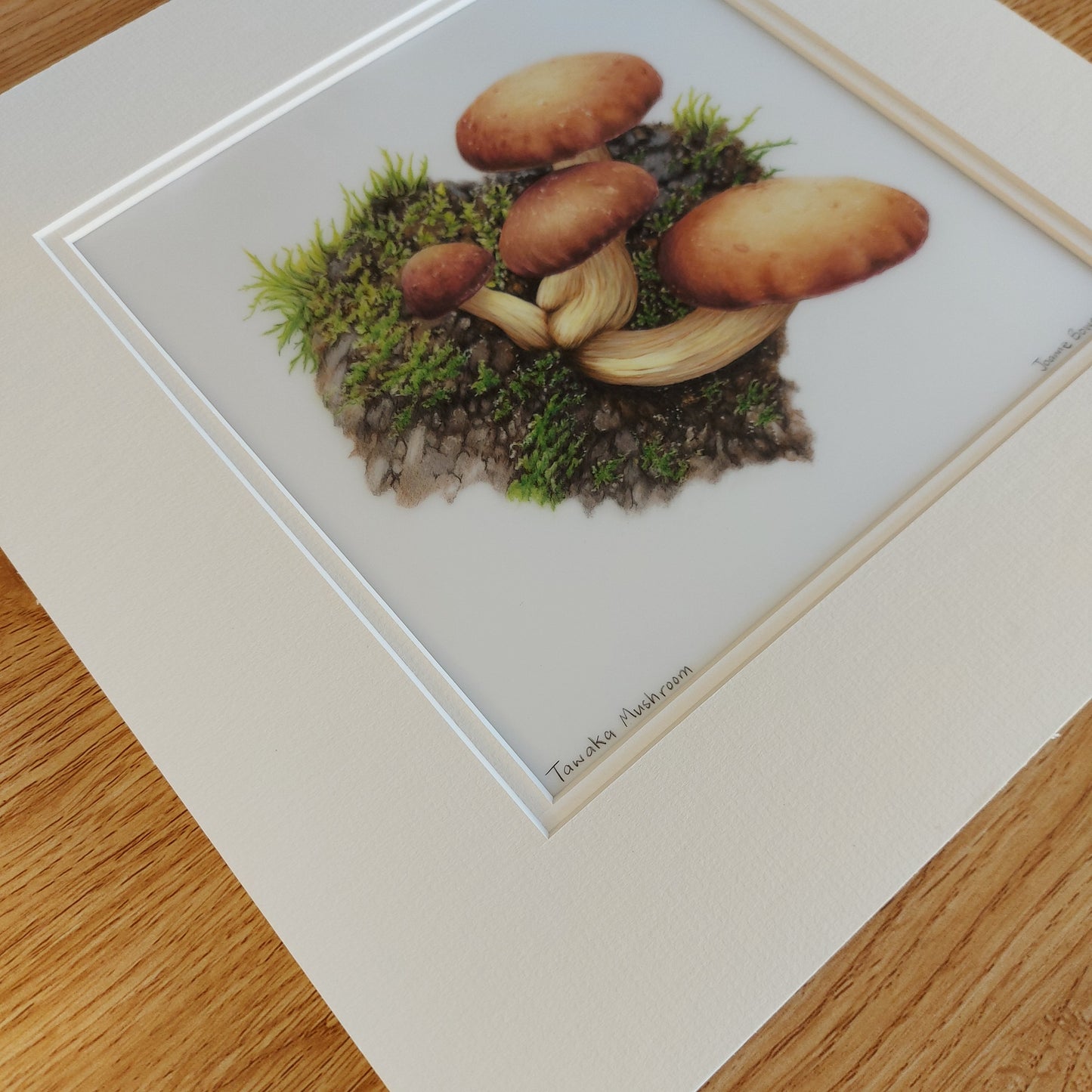 tawaka mushroom original pencil drawing