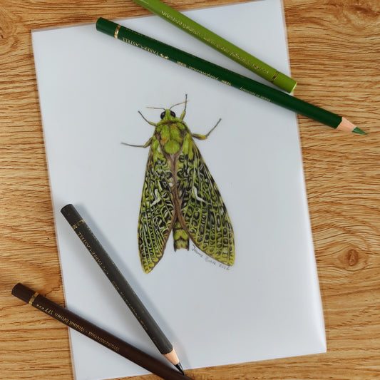 Original A5 puriri moth drawing on paper shown with coloured pencils
