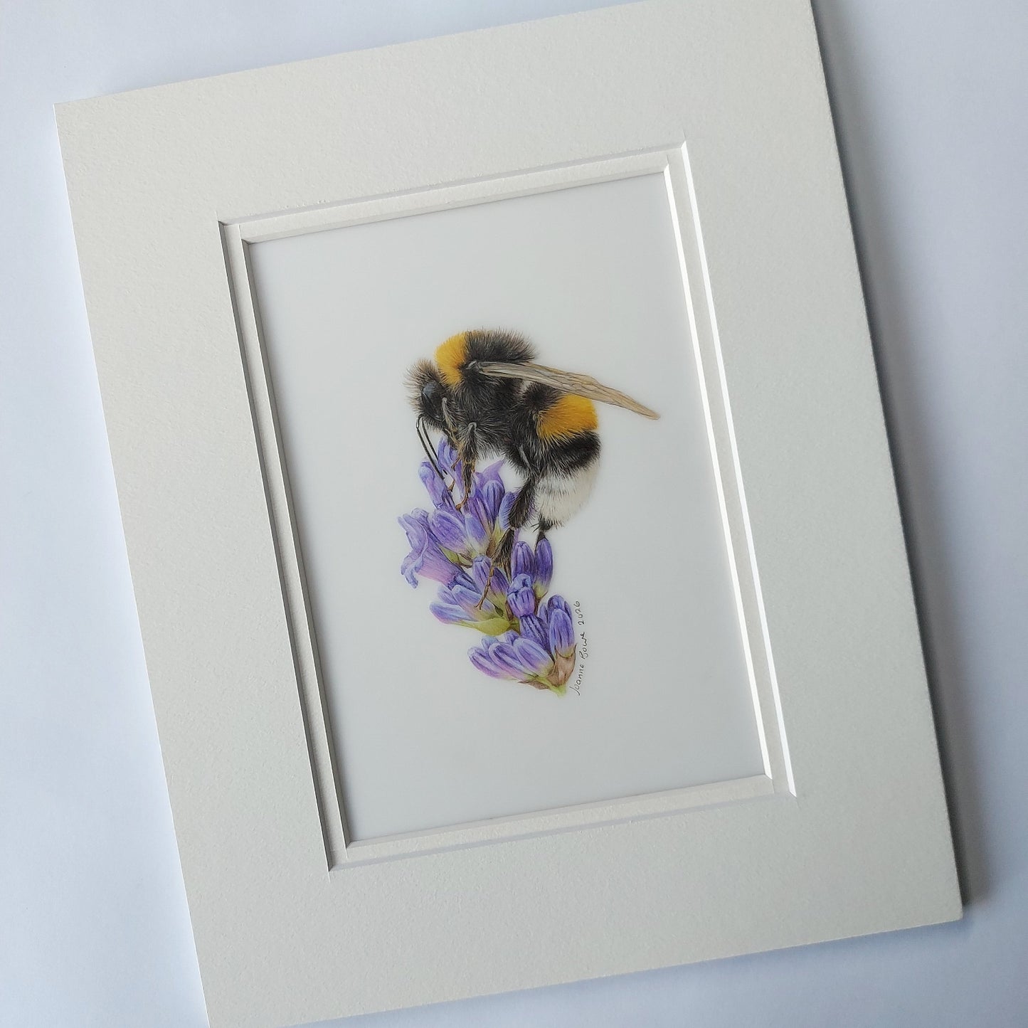 Hand-drawn coloured pencil artwork featuring a bumblebee resting on lavender.