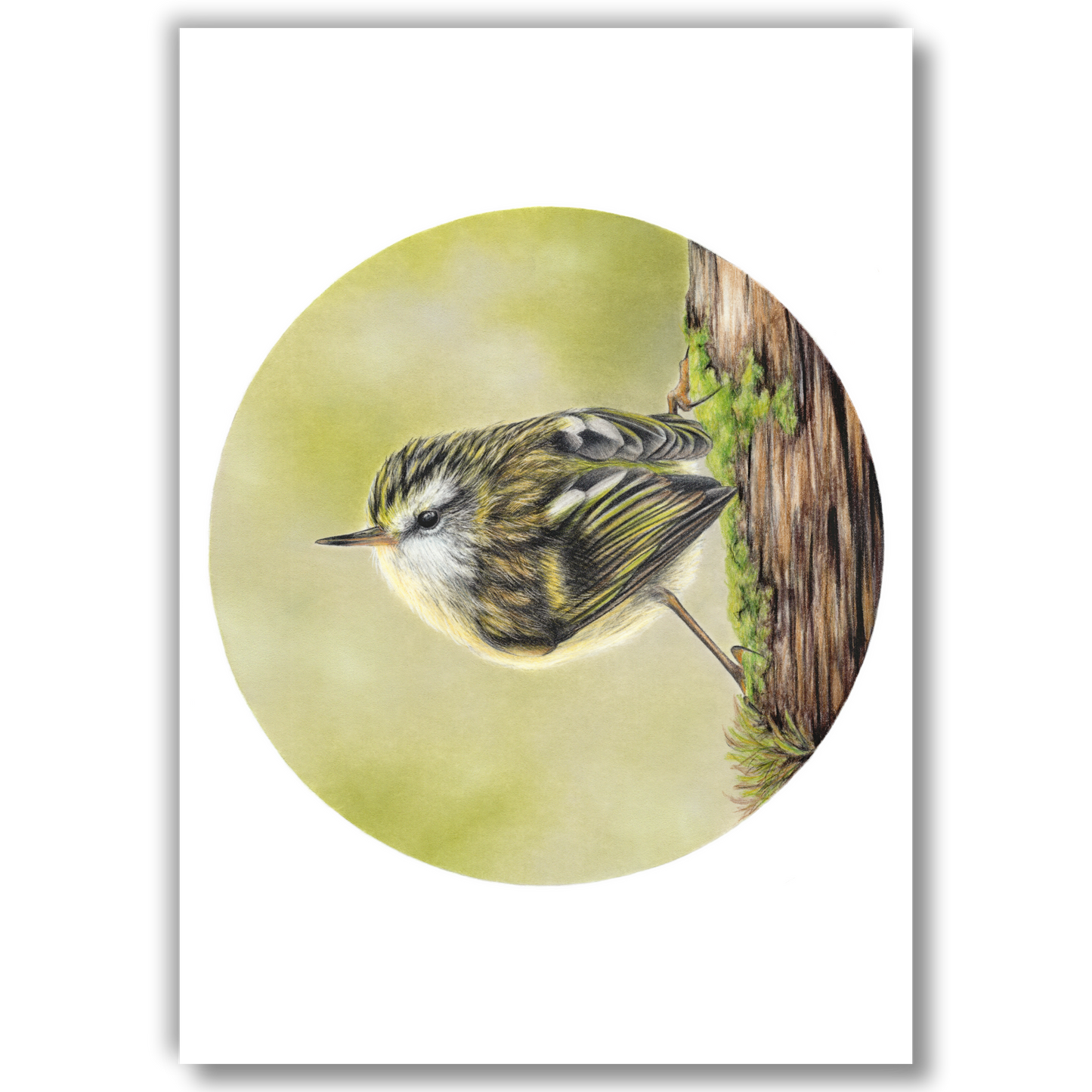 Open edition fine art print of a rifleman (tītitipounamu), reproduced from an original coloured pencil drawing.