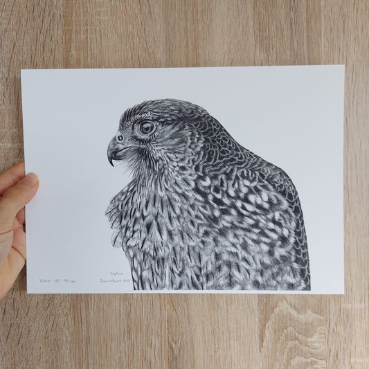 Falcon -Limited Edition Art Print