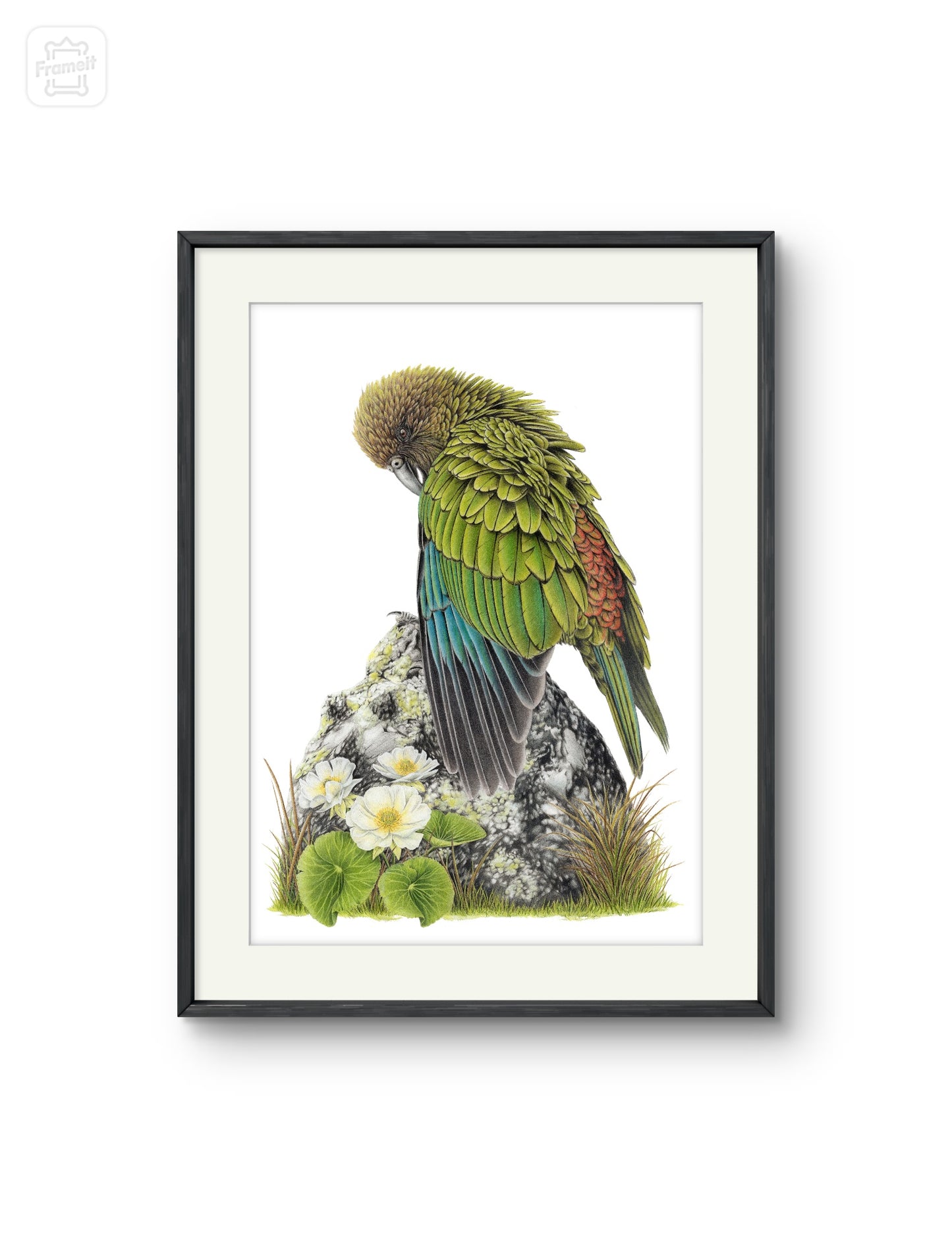 Cheeky Kea -Limited Edition Art Print