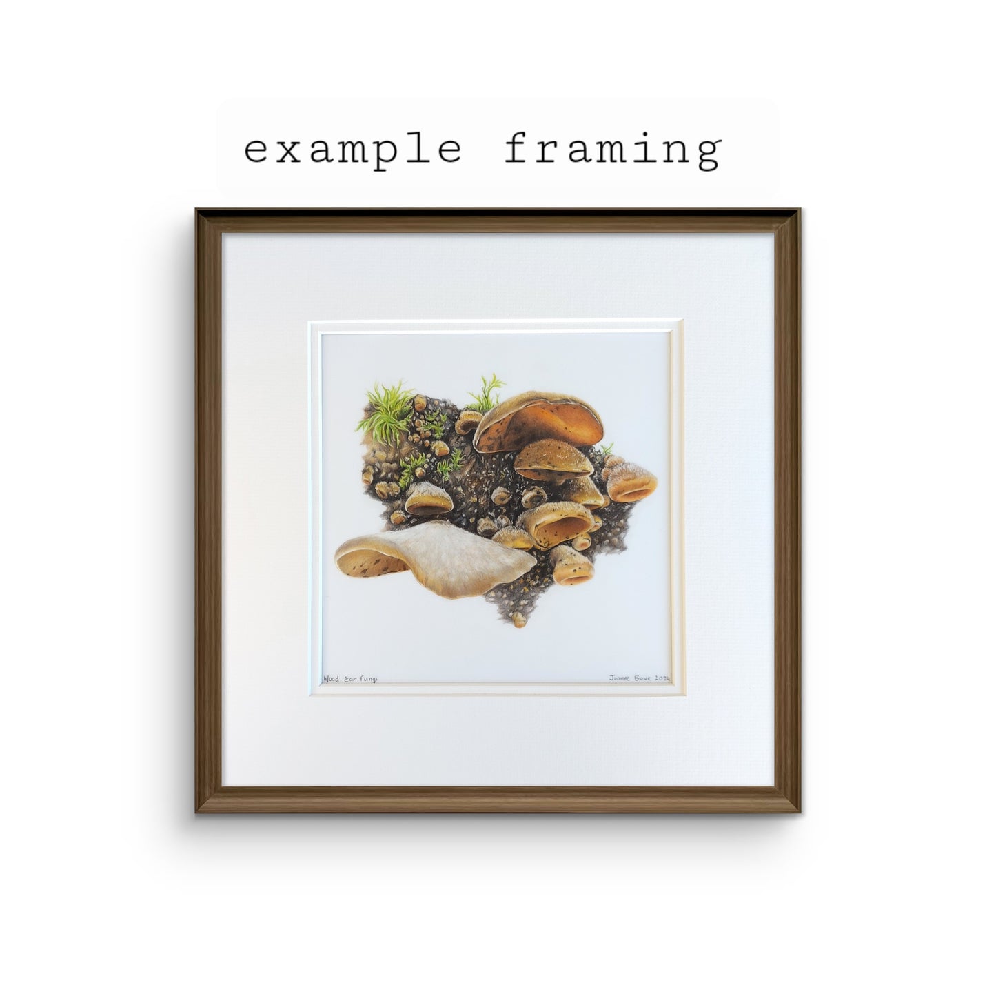 Wood Ear Fungi - Original Pencil Artwork