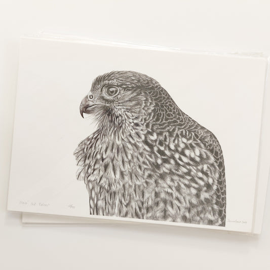 Falcon 'Maia' A4 Art Print