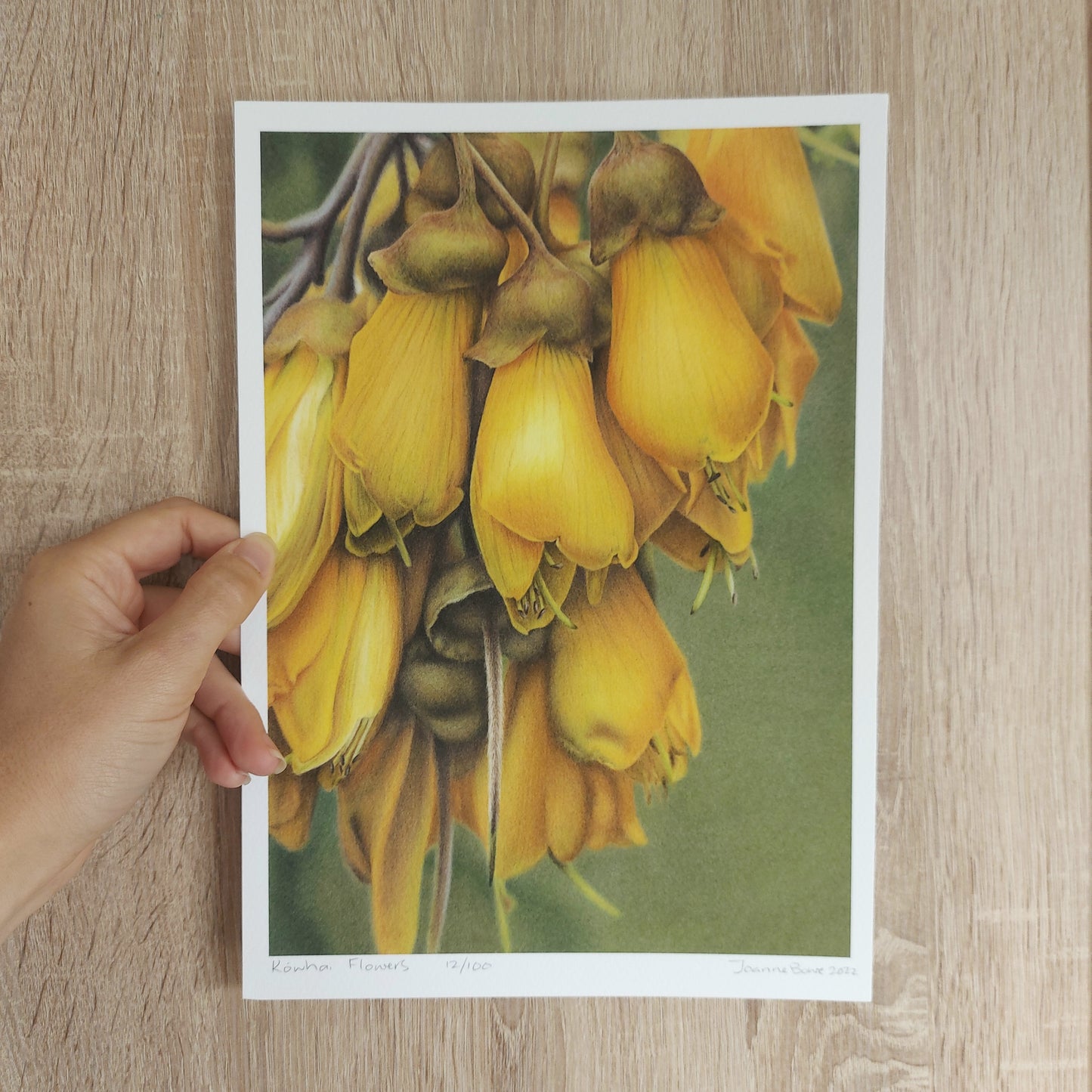 Kōwhai Flowers -Limited Edition Art Print