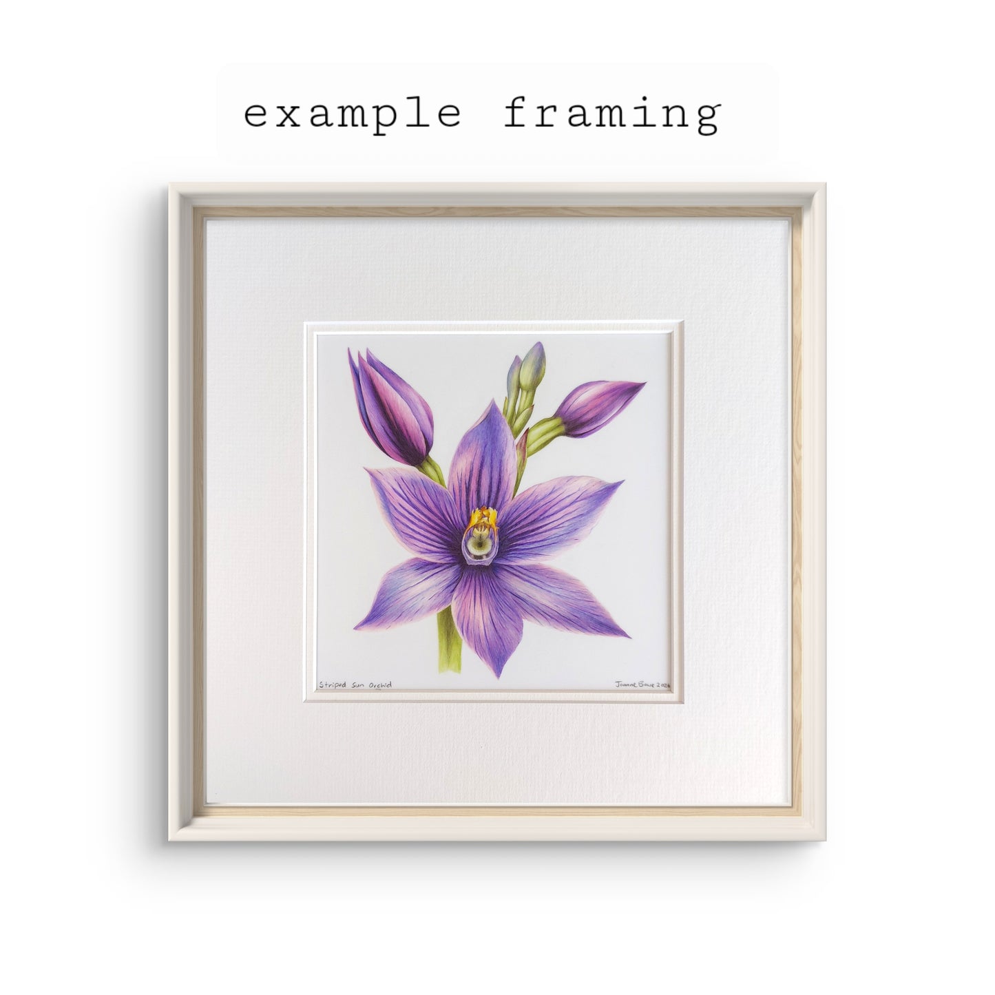 Striped Sun Orchid - Original Pencil Artwork