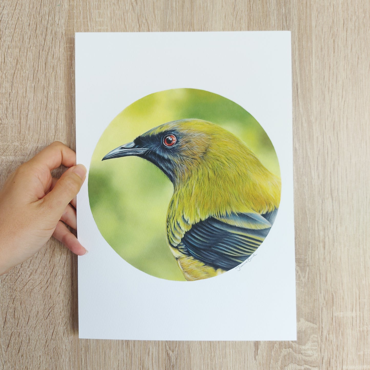 Bellbird (Circle Series) -Art Print