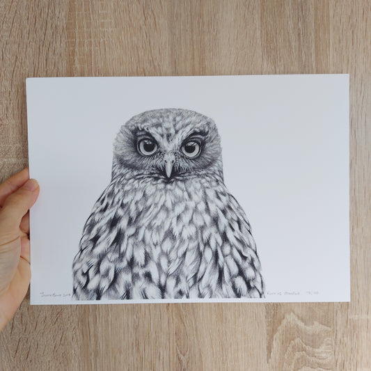 Morepork Owl -Limited Edition Art Print
