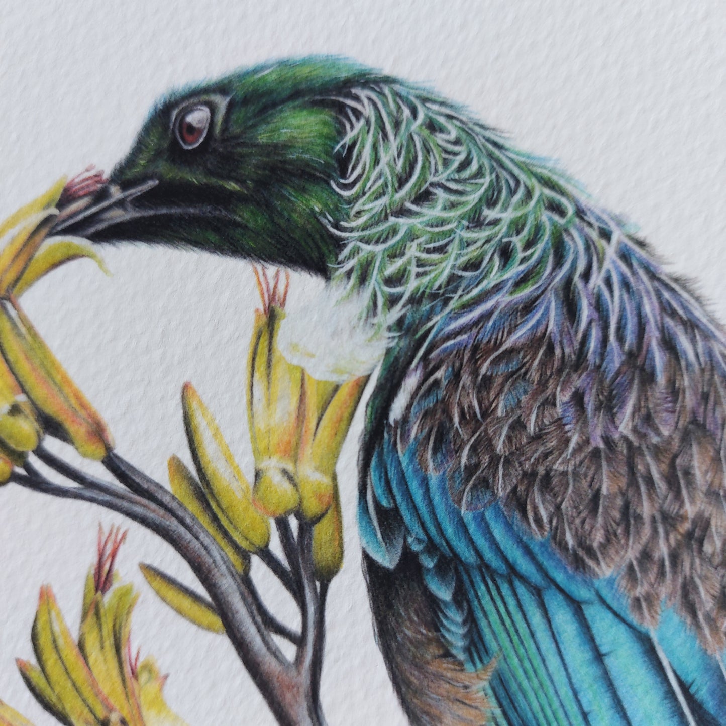 Tui on Flax -Limited Edition Art Print