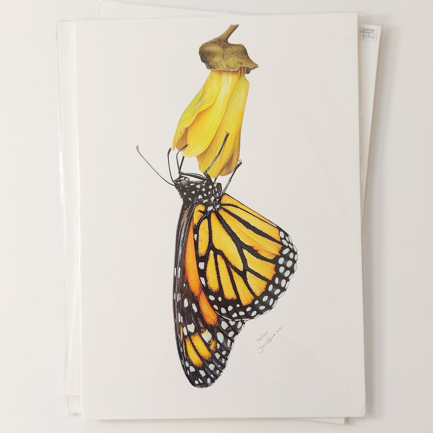 Monarch on Kowhai A3 Art Print