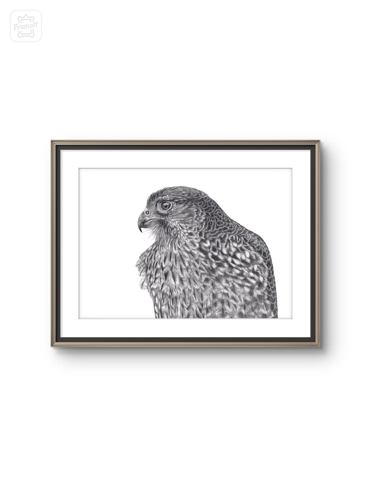 Falcon -Limited Edition Art Print