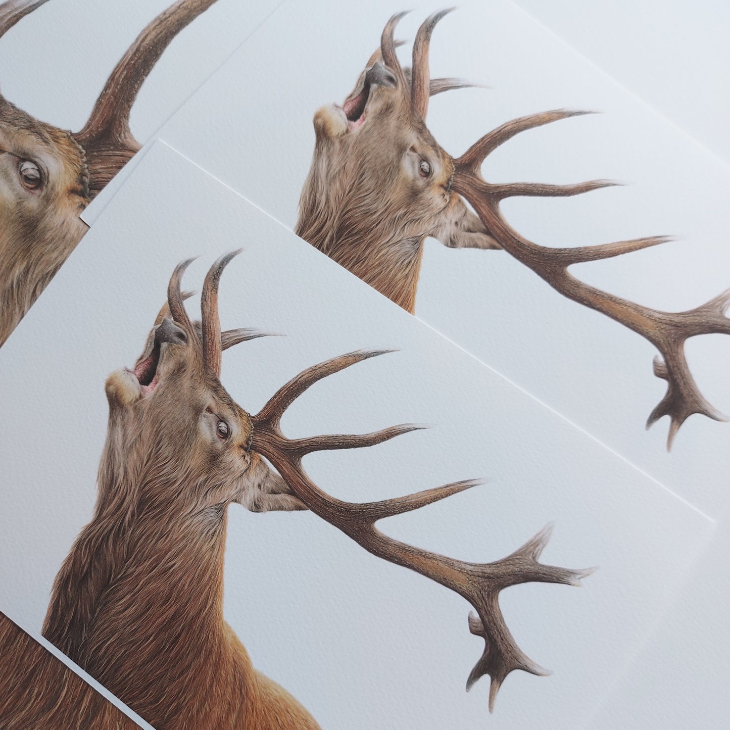 Roaring Red Stag - Limited Edition Art Print