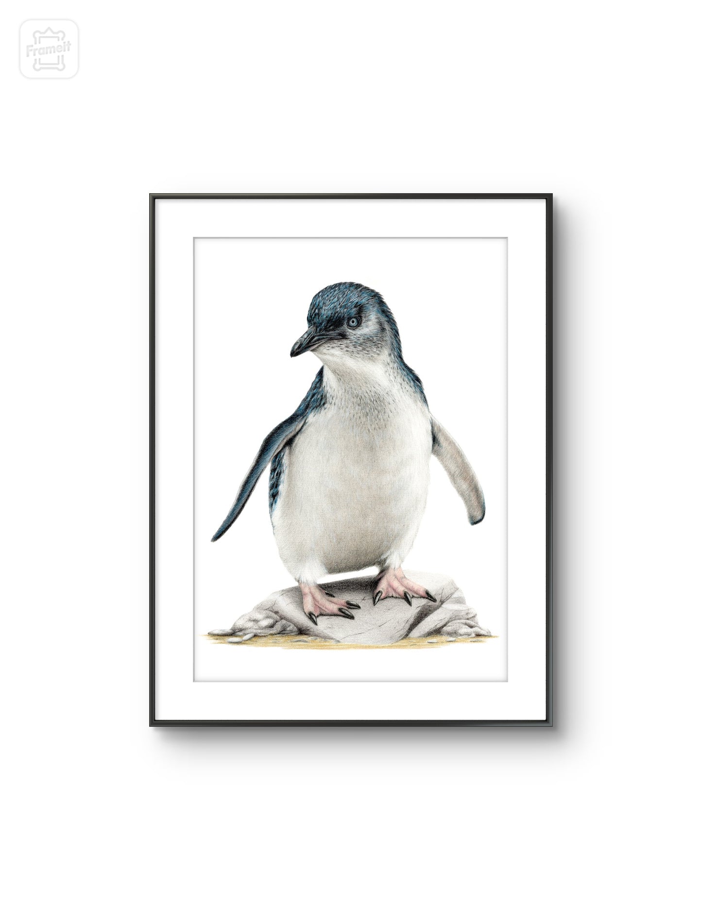 Little Blue Penguin -Limited Edition Art Print