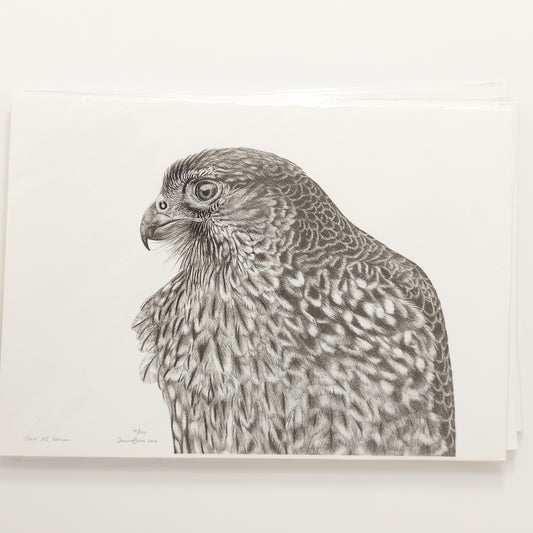 Falcon 'Maia' A3 Art Print