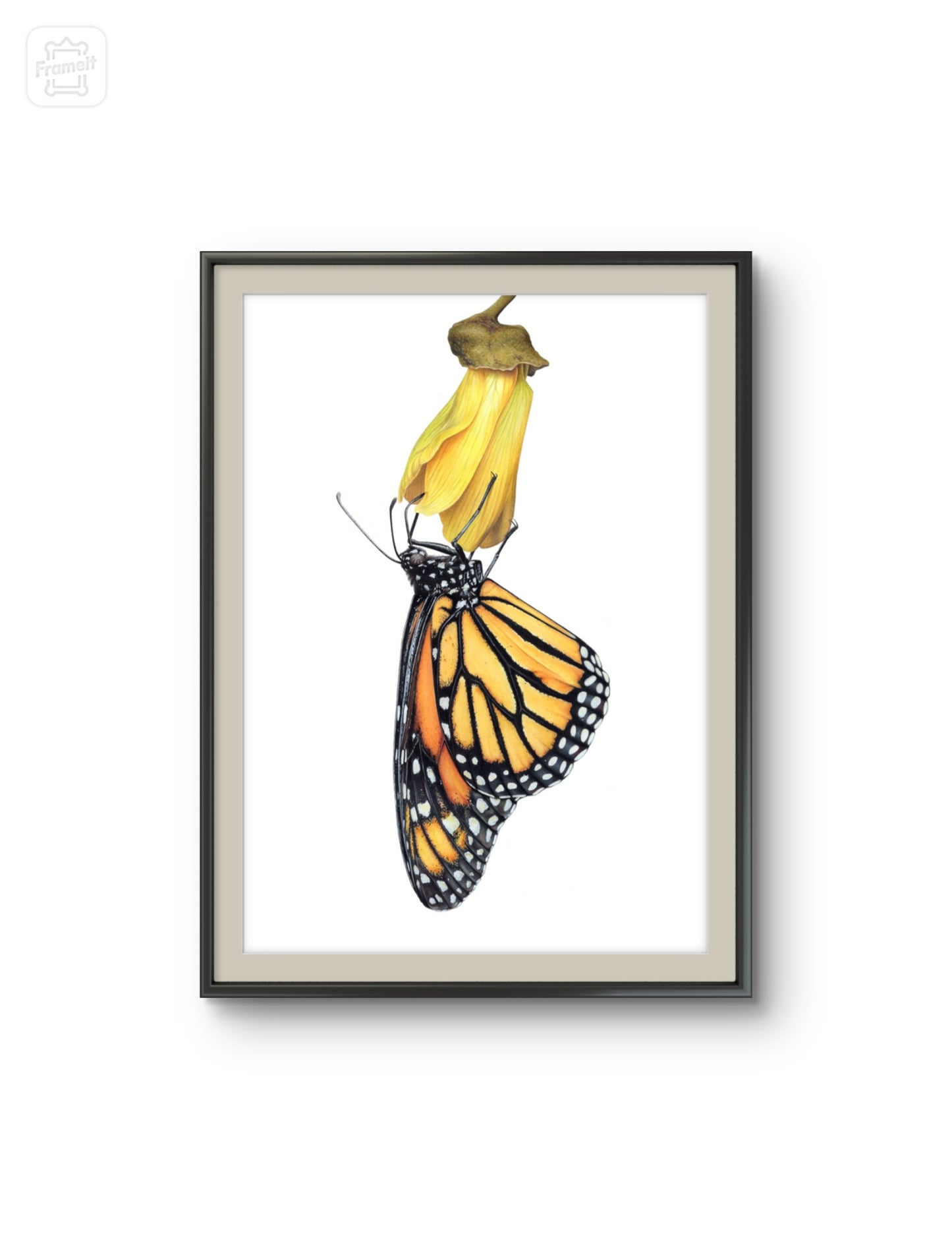 Monarch on Kowhai -Limited Edition Art Print