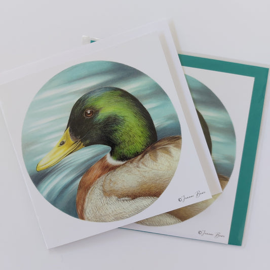 Mallard Duck - Blank Greeting Card
