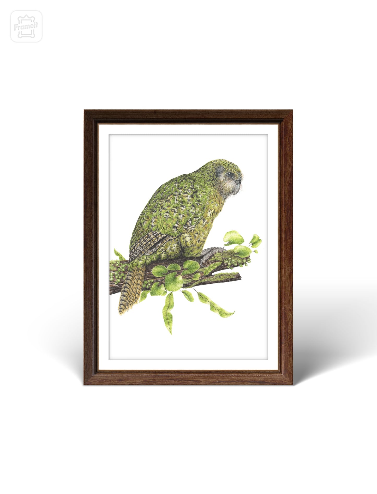 Kakapo -Limited Edition Art Print
