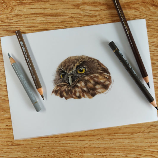 Original A5 ruru owl drawing on paper shown with coloured pencils
