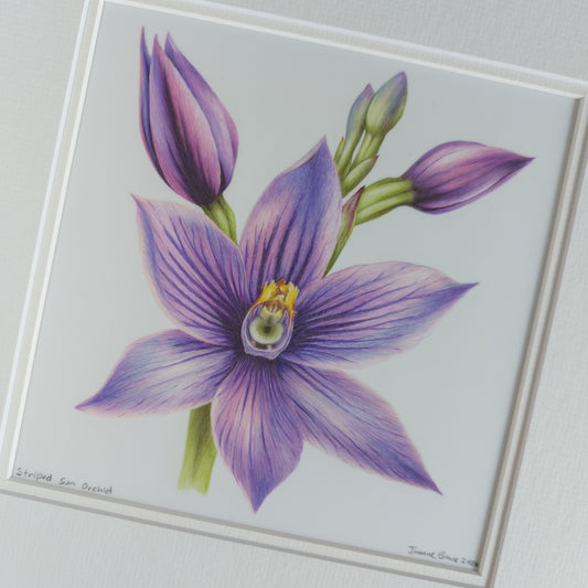Striped sun orchid flower original pencil drawing by Joanne Bowe