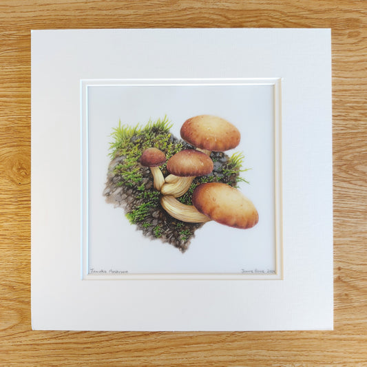 tawaka mushroom original pencil drawing