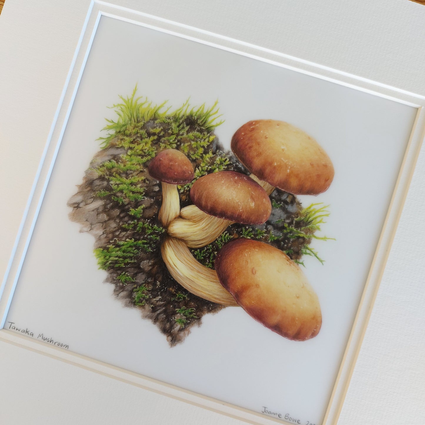 tawaka mushroom original pencil drawing