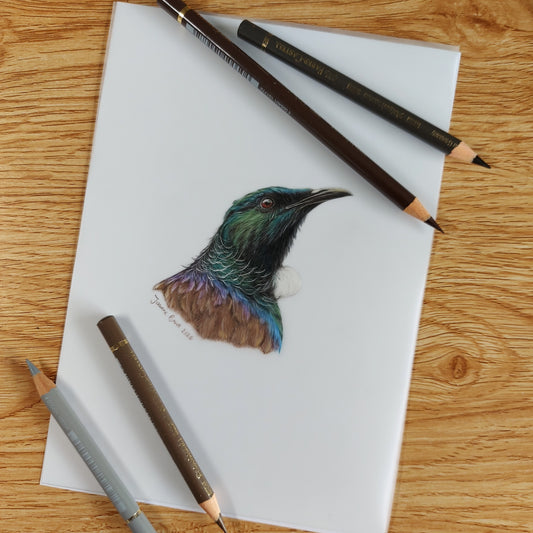 Original A5 tui bird drawing on paper shown with coloured pencils