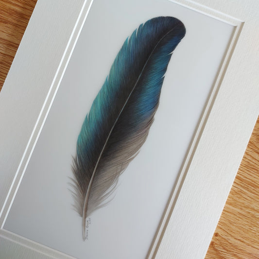 tui feather drawing