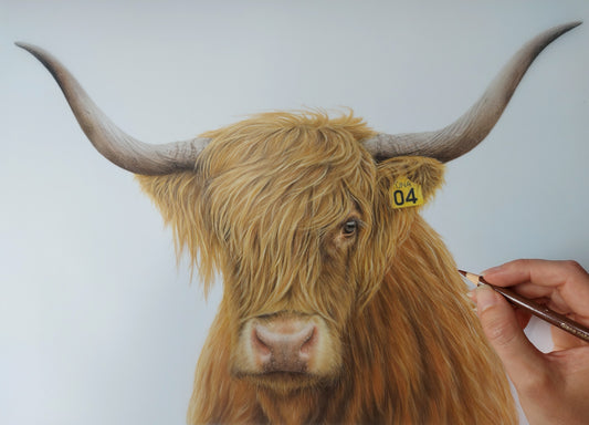 highland cow art, colour pencil drawing by joanne bowe
