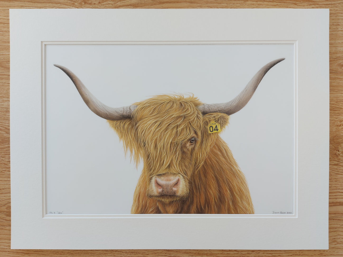 highland cow art, colour pencil drawing artwork by joanne bowe