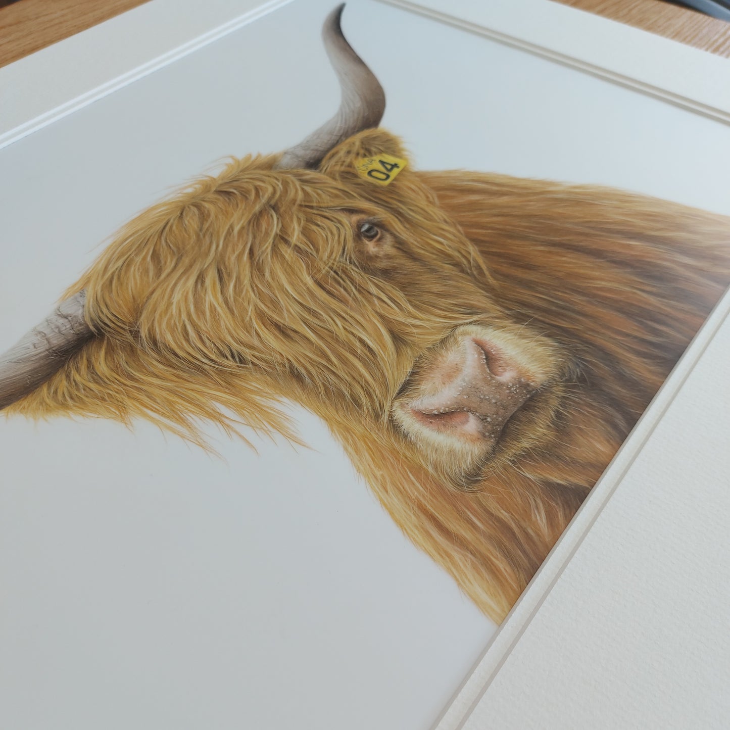 highland cow art, colour pencil drawing by joanne bowe