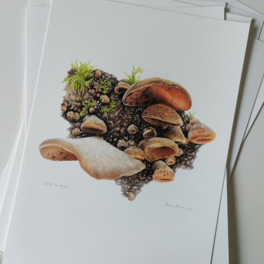 Wood Ear Fungi - Art Print