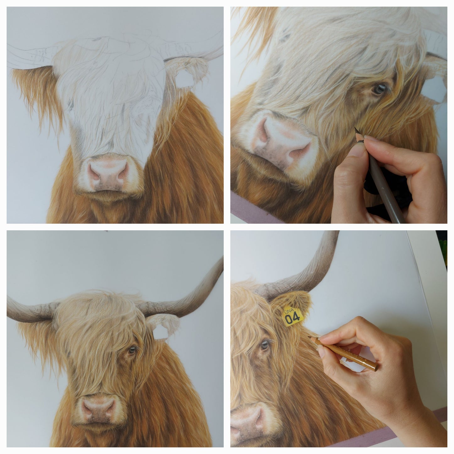 highland cow art, colour pencil drawing by joanne bowe