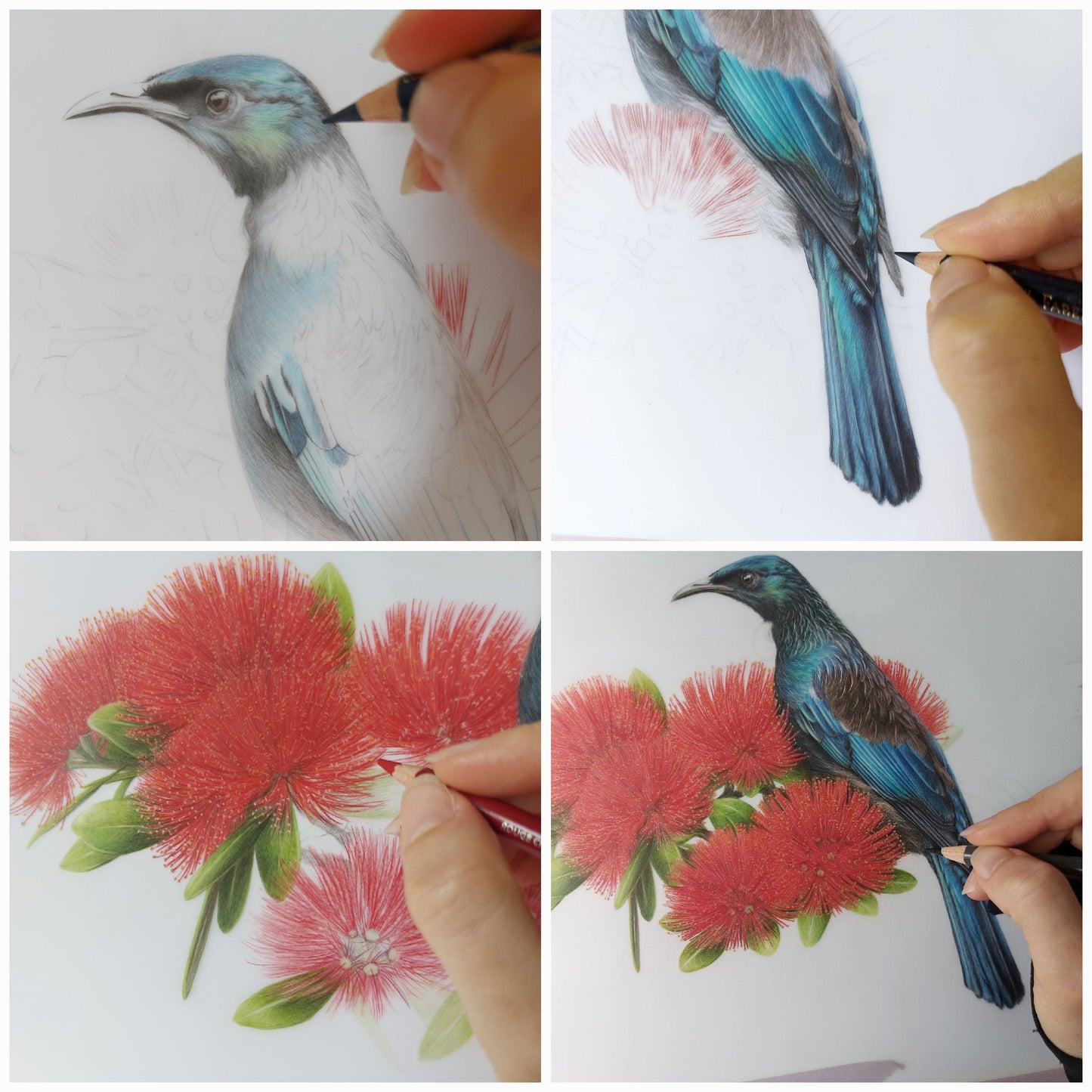 work in progress images of tui on pohutukawa drawing