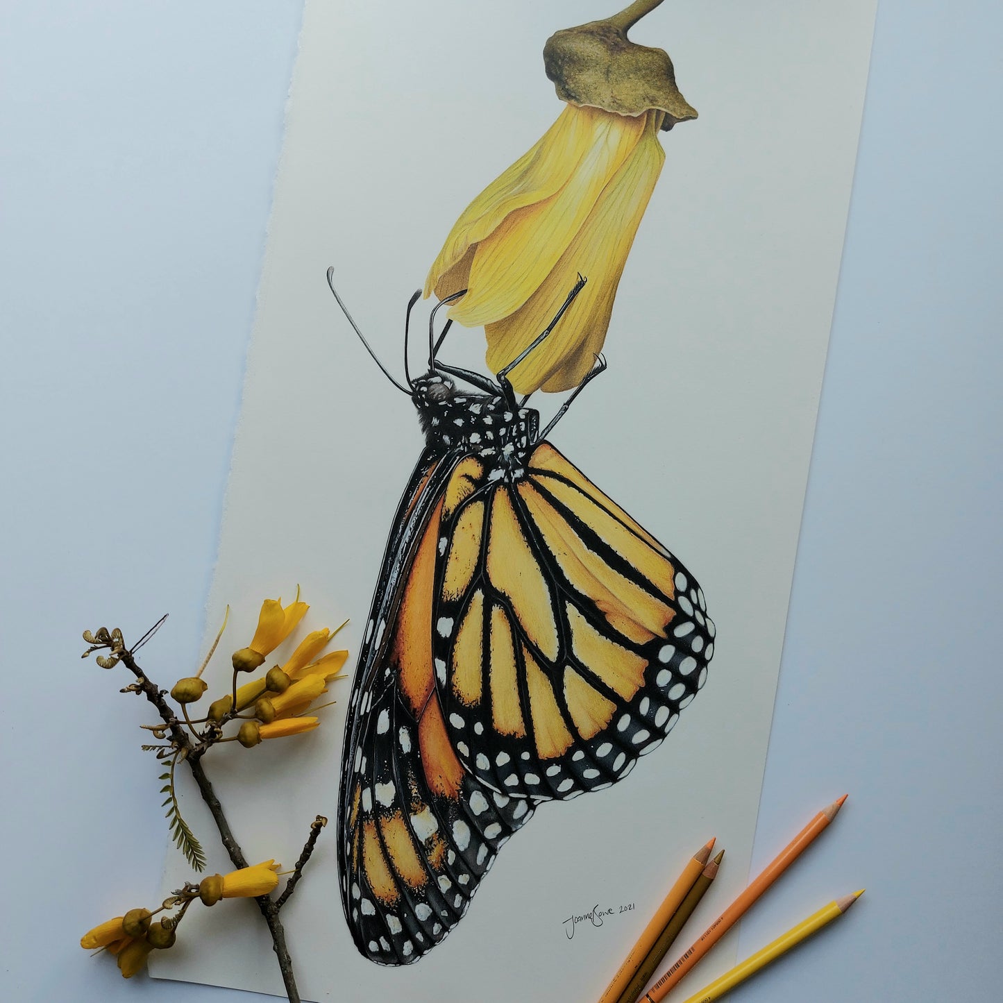 Monarch & Kowhai ORIGINAL - Joanne Bowe | New Zealand Artist