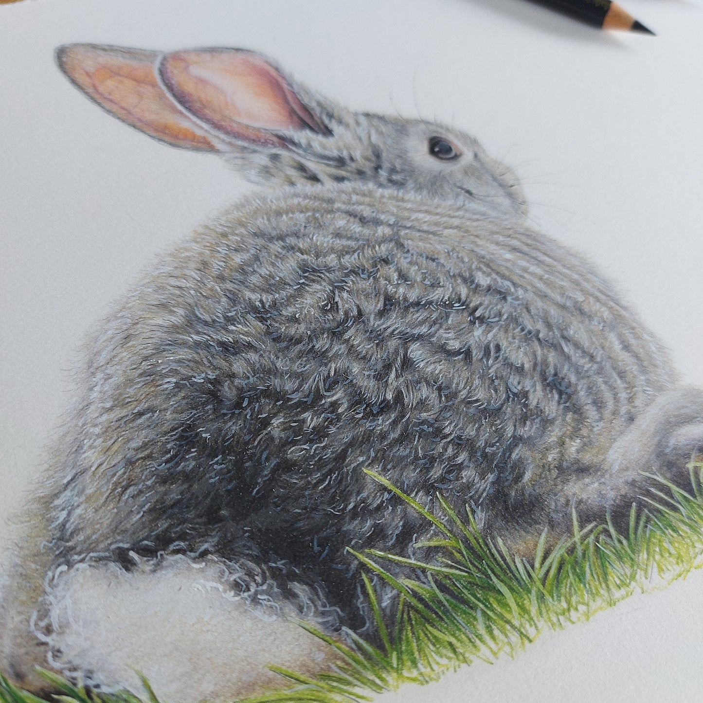 Bunny Rabbit ORIGINAL - Joanne Bowe | New Zealand Artist