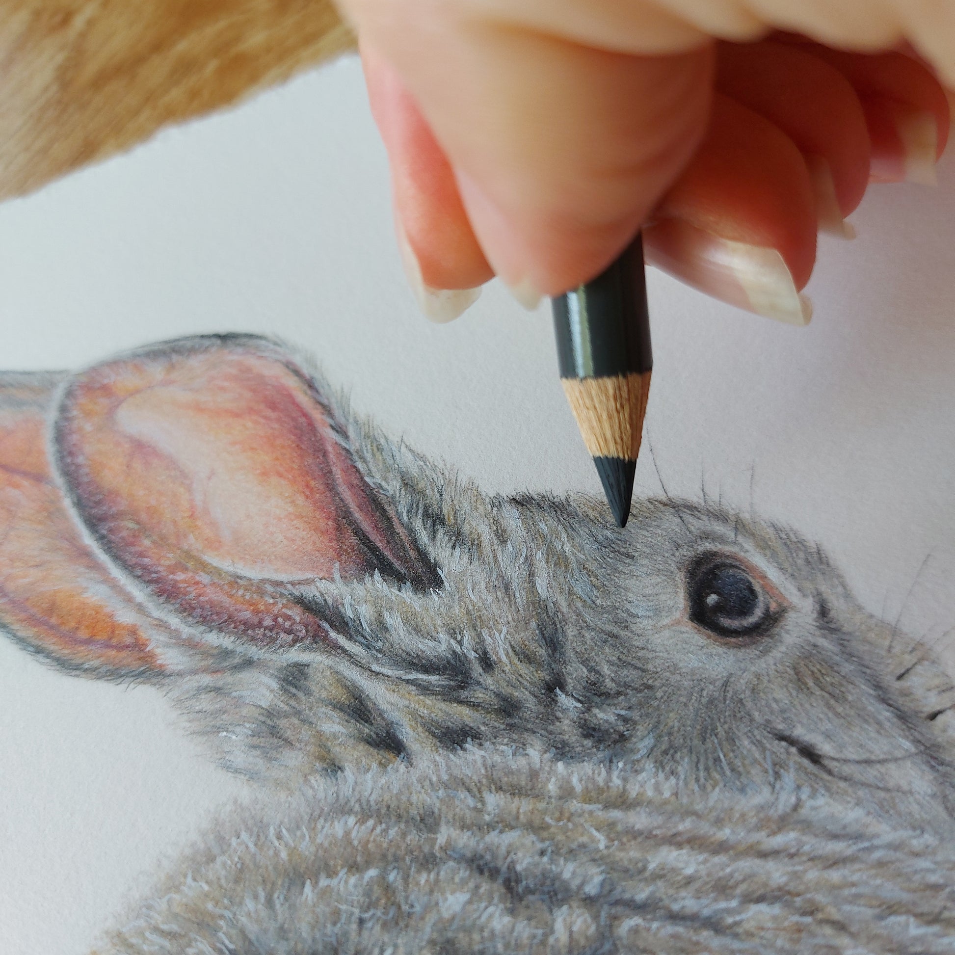 Bunny Rabbit ORIGINAL - Joanne Bowe | New Zealand Artist