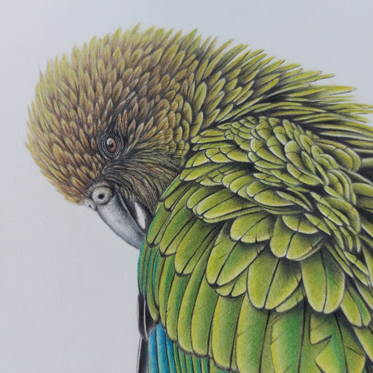 Cheeky Kea ORIGINAL - Joanne Bowe | New Zealand Artist